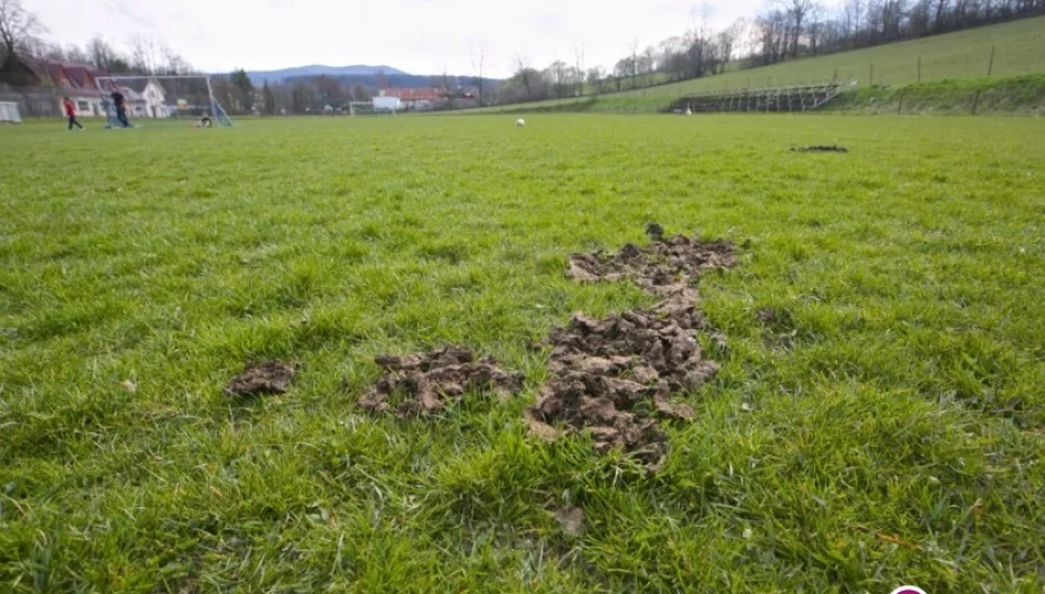 Wyceniono straty 'wtargnięcia' bydła na boisko - to aż 70 tys. zł - zdjęcie 1