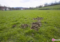 Wyceniono straty 'wtargnięcia' bydła na boisko - to aż 70 tys. zł - zdjęcie główne