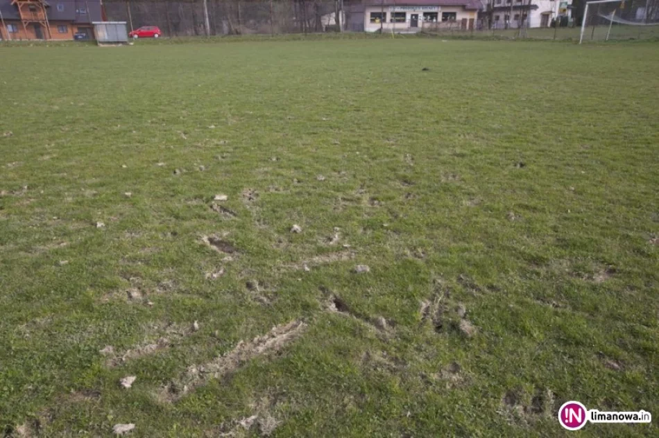 Wyceniono straty 'wtargnięcia' bydła na boisko - to aż 70 tys. zł - zdjęcie 3