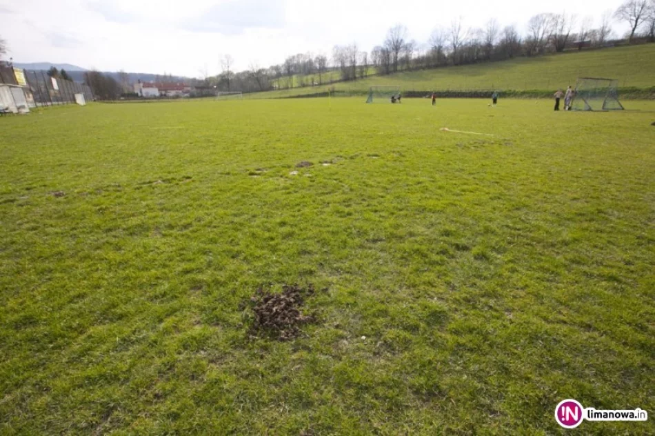 Wyceniono straty 'wtargnięcia' bydła na boisko - to aż 70 tys. zł - zdjęcie 4