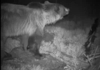 „Proszę Państwa, oto…” niedźwiedź w Gorcach - zdjęcie główne