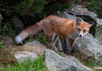 Szczepionki spadną z nieba. Rekordowa liczba przypadków wścieklizny - zdjęcie główne
