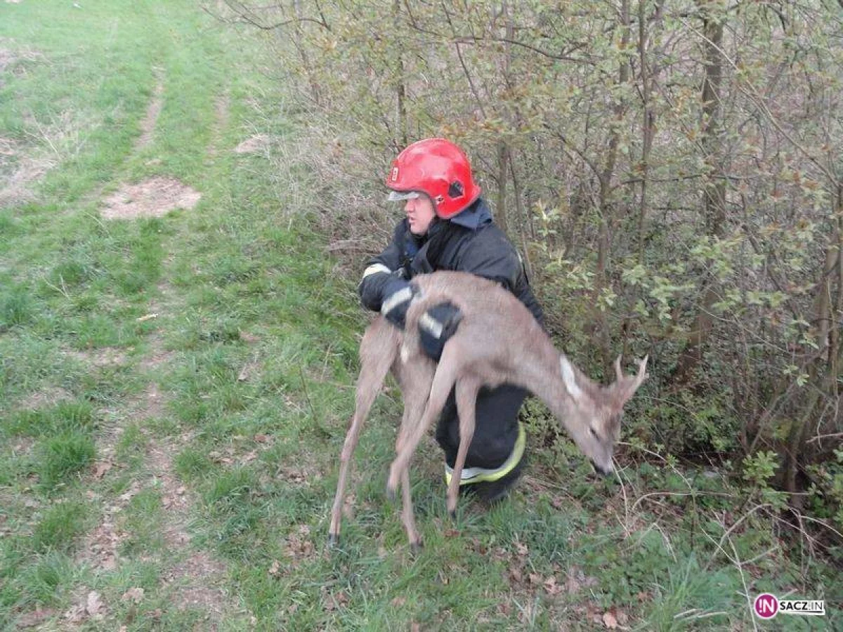 Strażacy uratowali sarnę