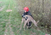 Strażacy uratowali sarnę - zdjęcie główne