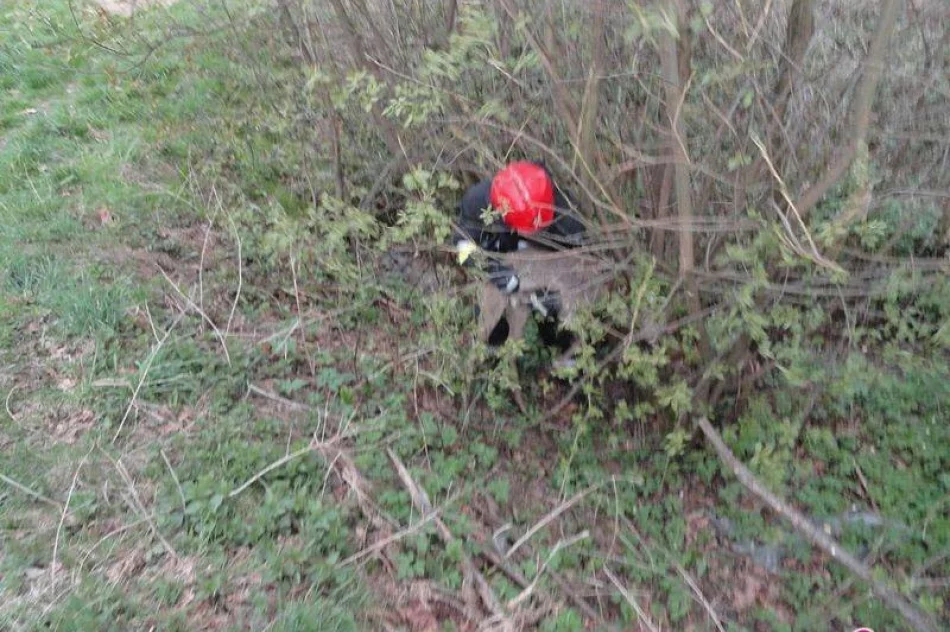 Strażacy uratowali sarnę - zdjęcie 2