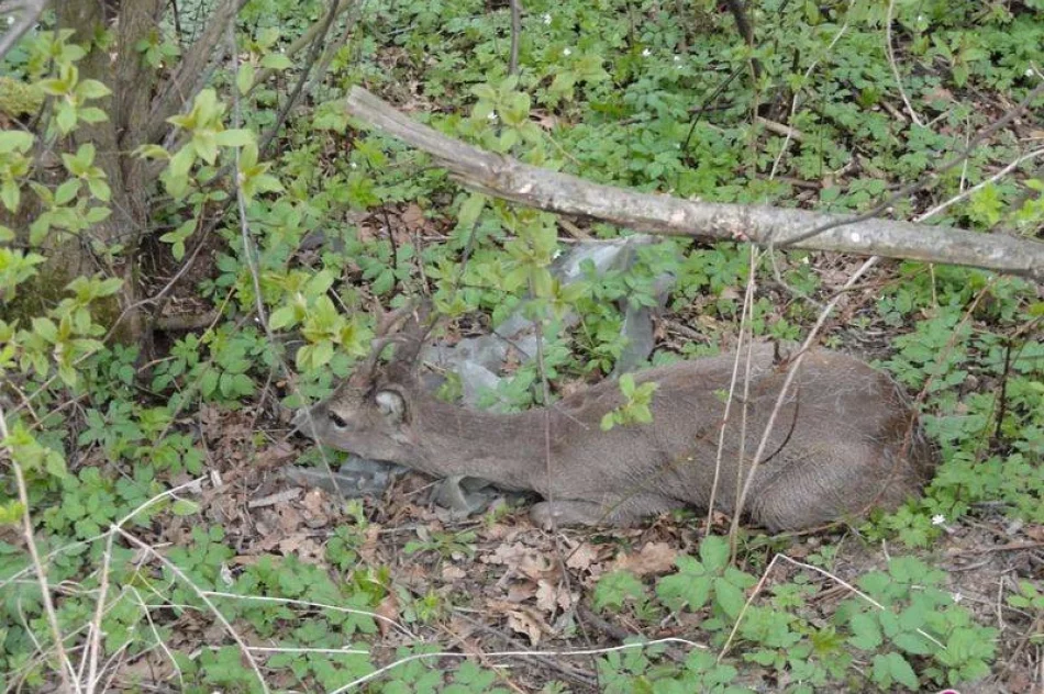 Strażacy uratowali sarnę - zdjęcie 3