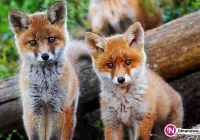 Zbliża się ochronne szczepienie lisów z samolotu - zachowaj ostrożność - zdjęcie główne