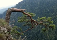 Pieniny: reliktowa sosna z Sokolicy ponownie poważnie uszkodzona - zdjęcie główne