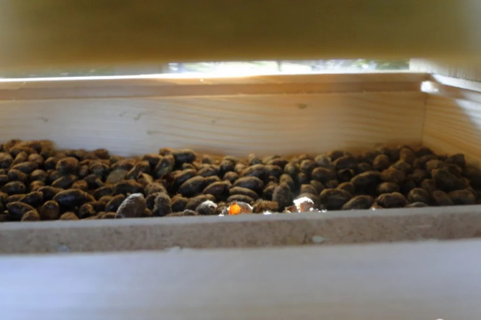 Są mistrzami w... zapylaniu - zdjęcie 4