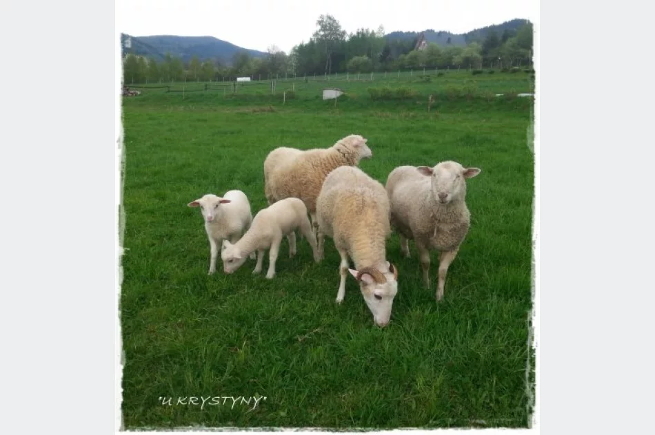 Agroturystyka "U Krystyny" z Sowlin oznaczona słoneczkiem w kat. Wypoczynek u rolnika - zdjęcie 7