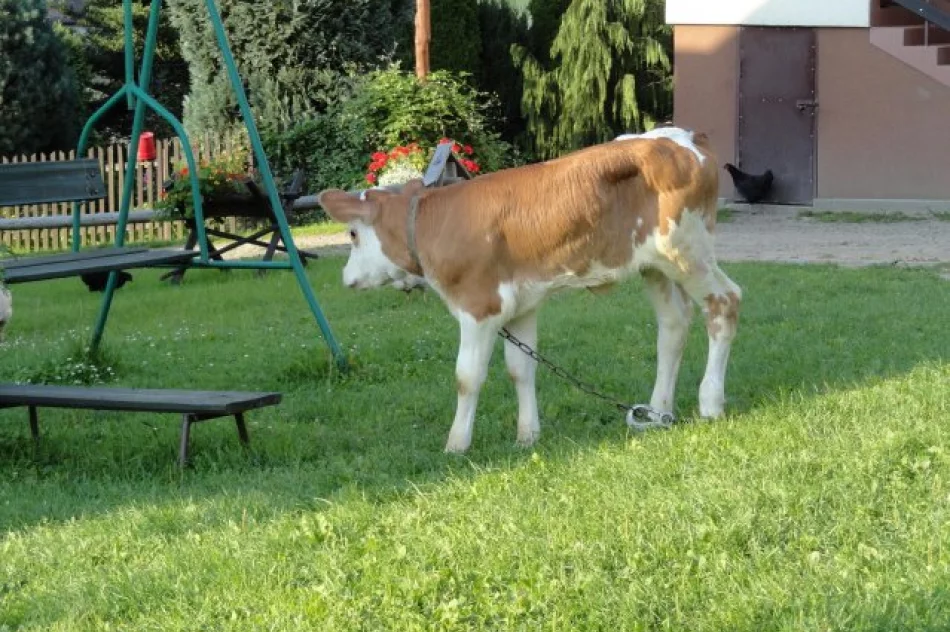 Agroturystyka "U Krystyny" z Sowlin oznaczona słoneczkiem w kat. Wypoczynek u rolnika - zdjęcie 11