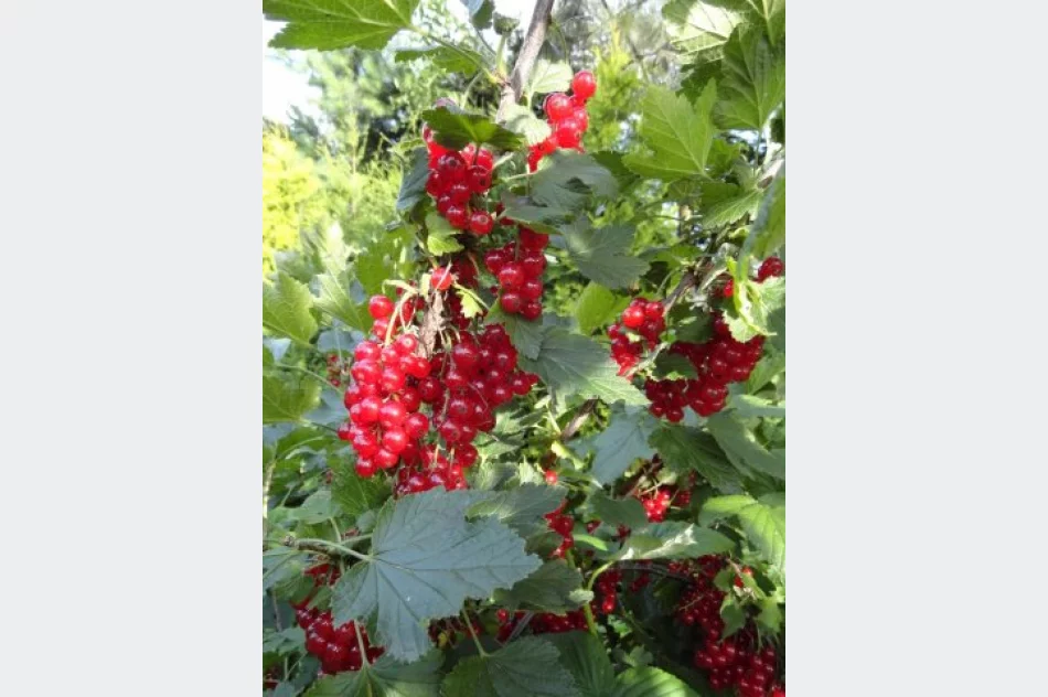 Agroturystyka "U Krystyny" z Sowlin oznaczona słoneczkiem w kat. Wypoczynek u rolnika - zdjęcie 12