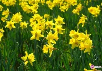 „Pola Nadziei” znów zakwitną - zdjęcie główne