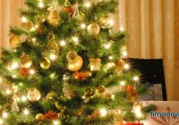 Podaruj choince drugie życie - zachęca stowarzyszenie - zdjęcie główne