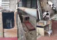 Przerwali cierpienie zwierząt - trzy psy odebrane właścicielowi - zdjęcie główne