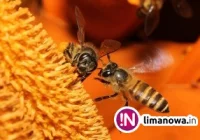 Jest szansa na więcej miodu? - zdjęcie główne