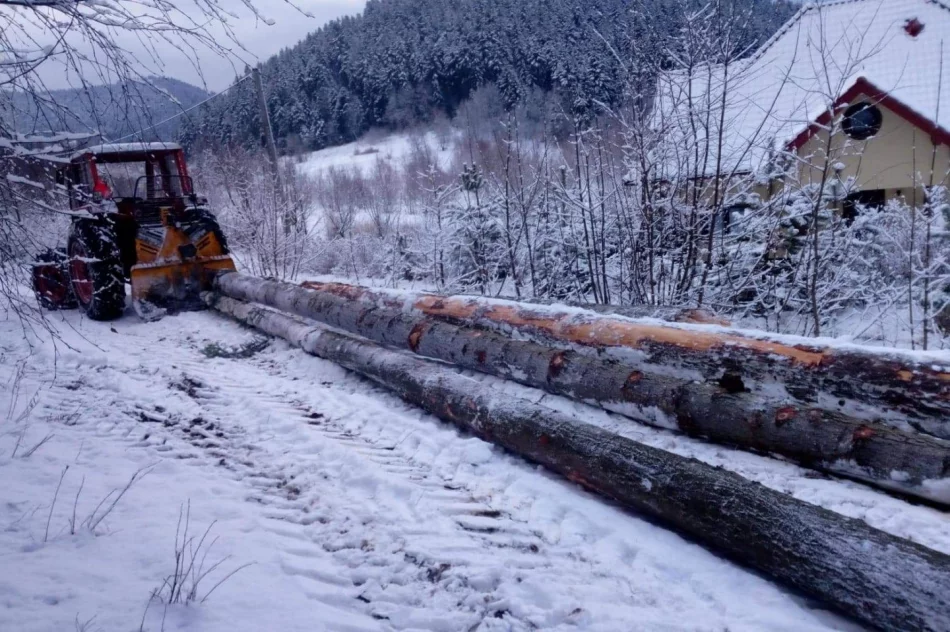 Zrywka Drzew Skup drzewa - zdjęcie 2