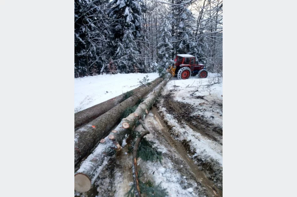 Zrywka Drzew Skup drzewa - zdjęcie 3