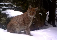 Gorczańskie rysie na nagraniach z fotopułapek - zdjęcie główne