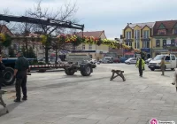 22-metrowa palma stanęła na Rynku - zdjęcie główne