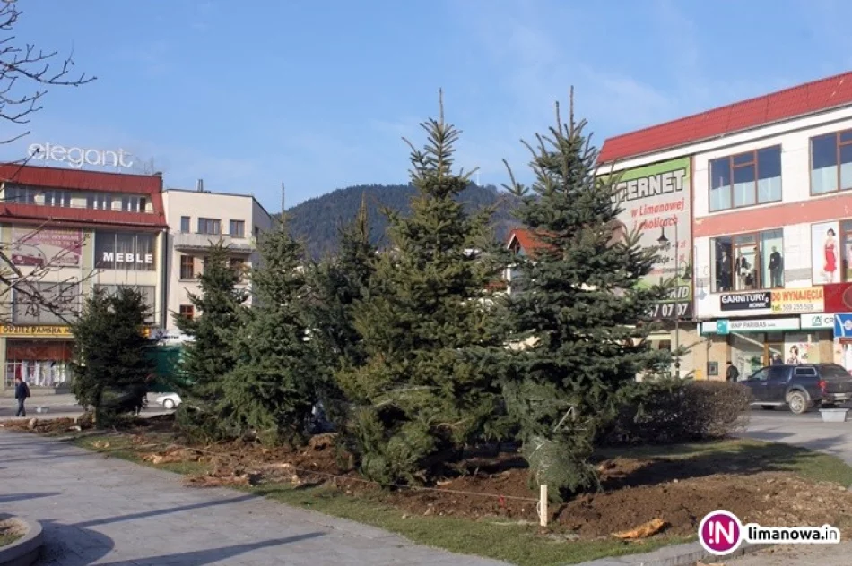 Rynek z nowymi świerkami - zdjęcie 2