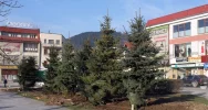 Rynek z nowymi świerkami - zdjęcie 2