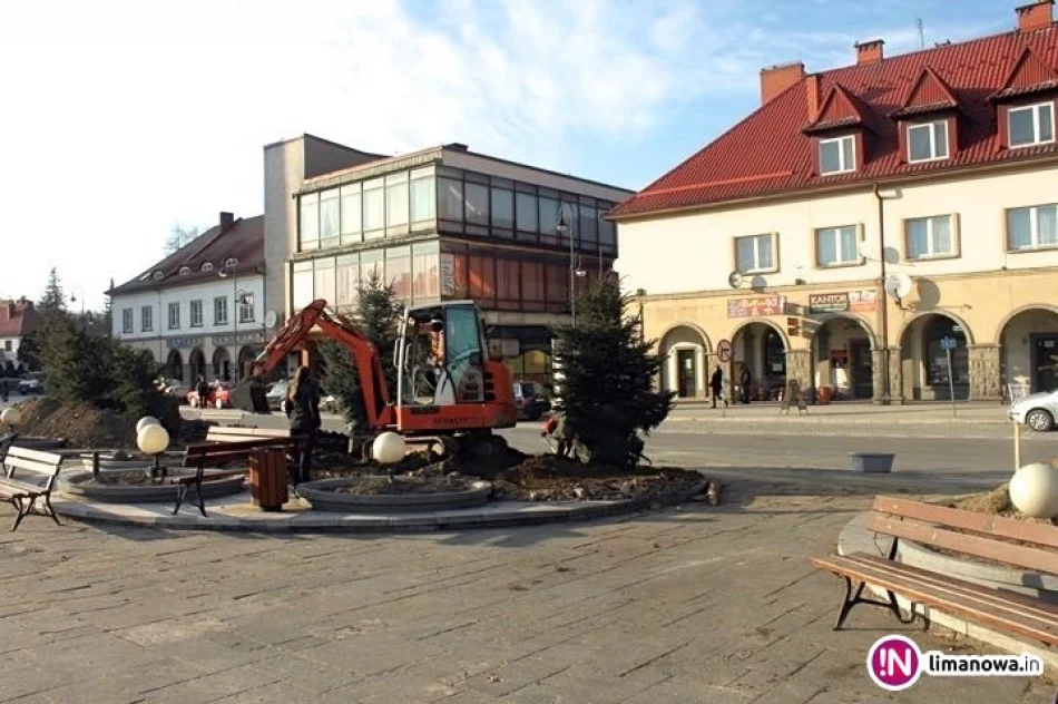 Rynek z nowymi świerkami - zdjęcie 3