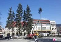 W Rynku ruszyła wycinka drzew - zdjęcie główne