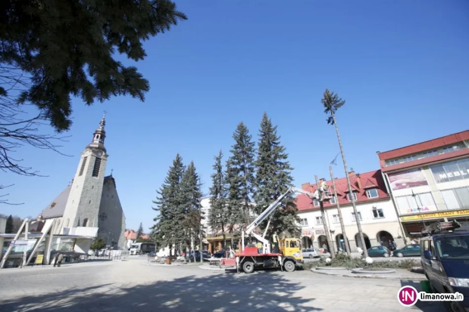 W Rynku ruszyła wycinka drzew - zdjęcie 3