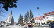 W Rynku ruszyła wycinka drzew - zdjęcie 3