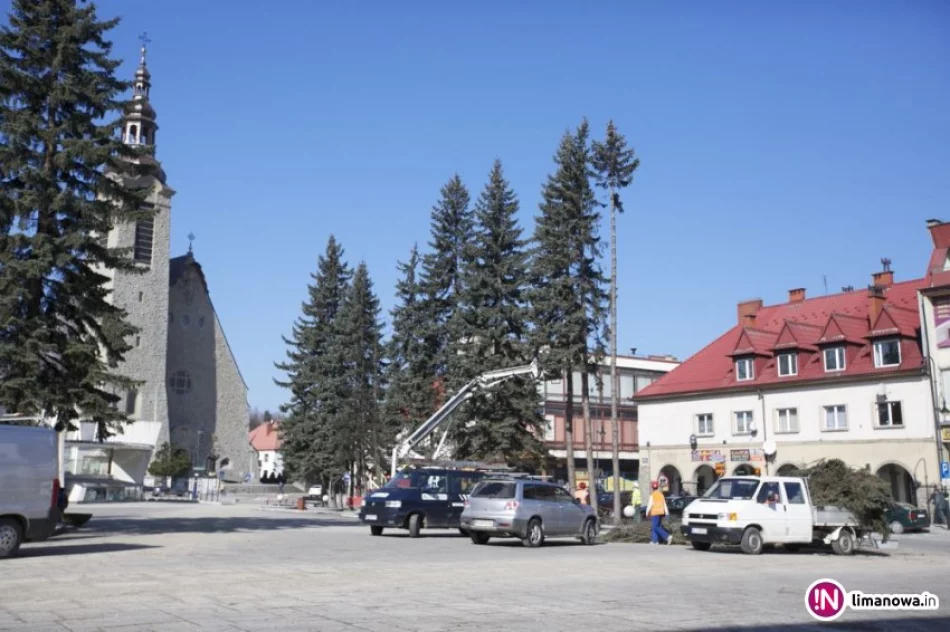 W Rynku ruszyła wycinka drzew - zdjęcie 4