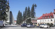 W Rynku ruszyła wycinka drzew - zdjęcie 4