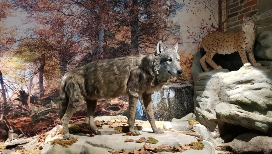 GPN wznawia działalność ekspozycji przyrodniczej - zdjęcie 1