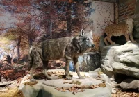 GPN wznawia działalność ekspozycji przyrodniczej - zdjęcie główne