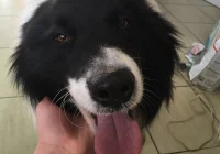 Szukamy właściciela psa - zdjęcie główne