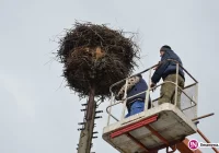 Urząd na ratunek bocianiej rodzinie... - zdjęcie główne