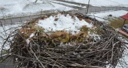 Urząd na ratunek bocianiej rodzinie... - zdjęcie 2