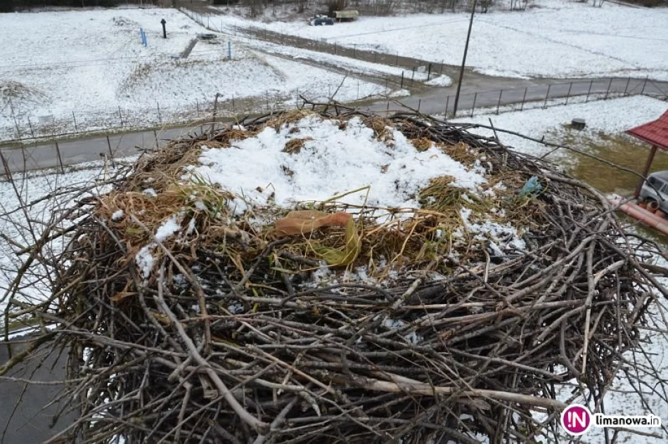 Urząd na ratunek bocianiej rodzinie... - zdjęcie 2