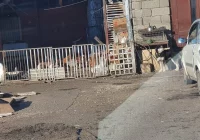 Krótki łańcuch, zamiast budy stary stolik i deska. Kolejne interwencje obrońców praw zwierząt na Limanowszczyźnie - zdjęcie główne