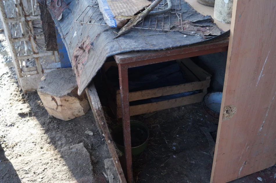 Krótki łańcuch, zamiast budy stary stolik i deska. Kolejne interwencje obrońców praw zwierząt na Limanowszczyźnie - zdjęcie 2