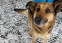 Szukamy właściciela psa ! - zdjęcie główne