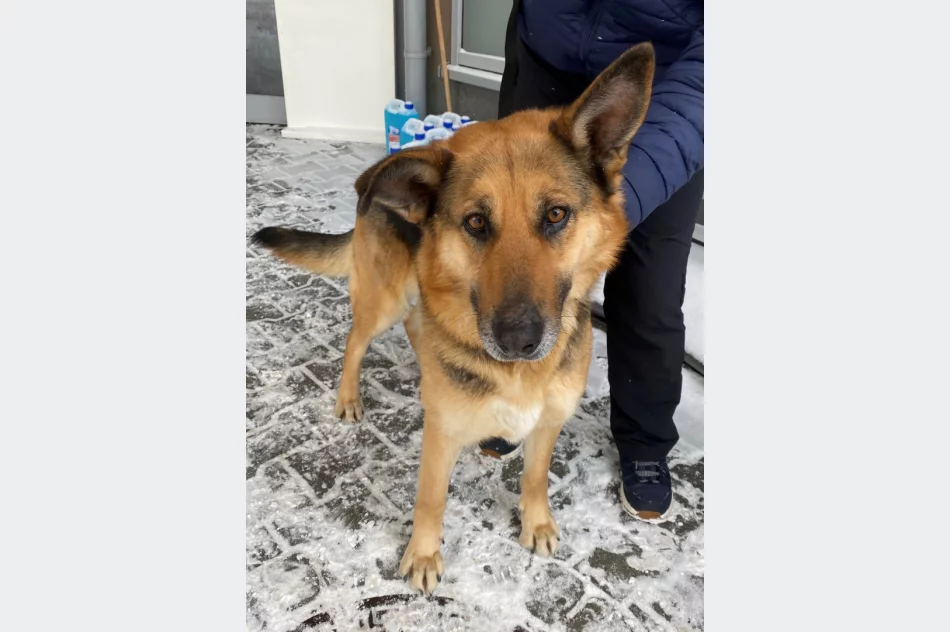 Szukamy właściciela psa ! - zdjęcie 2