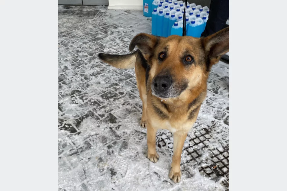 Szukamy właściciela psa ! - zdjęcie 3