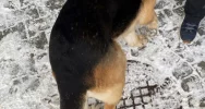 Szukamy właściciela psa ! - zdjęcie 4