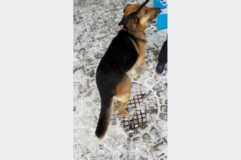 Szukamy właściciela psa ! - zdjęcie 4