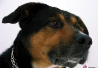 Zaniedbane i głodne psy. Sąsiedzi pełni obaw o swoje dzieci - zdjęcie główne