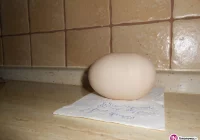 Kura zniosła rekordowe jajo! - zdjęcie główne