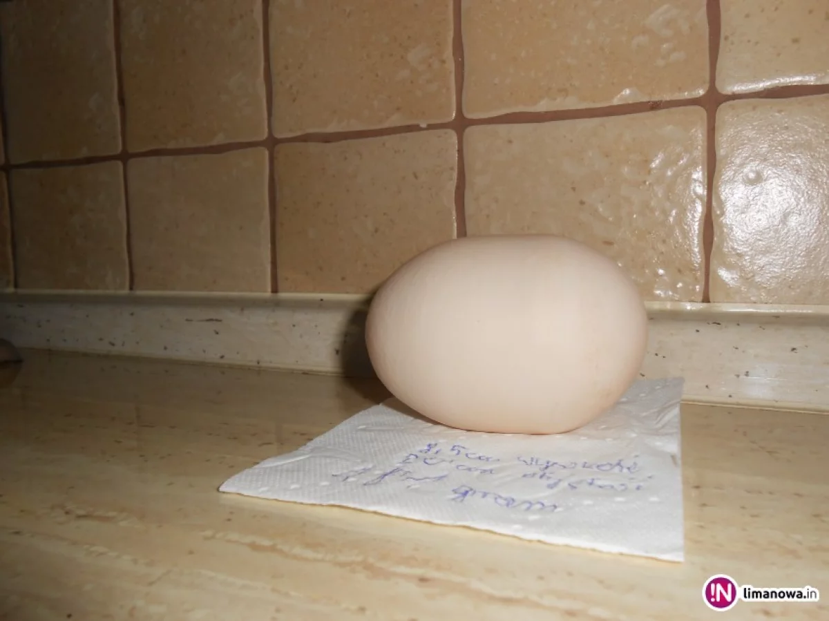 Kura zniosła rekordowe jajo!