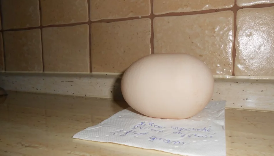 Kura zniosła rekordowe jajo! - zdjęcie 1