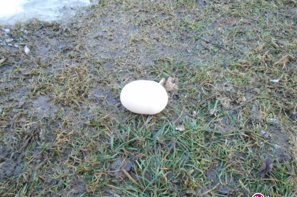 Kura zniosła rekordowe jajo! - zdjęcie 2